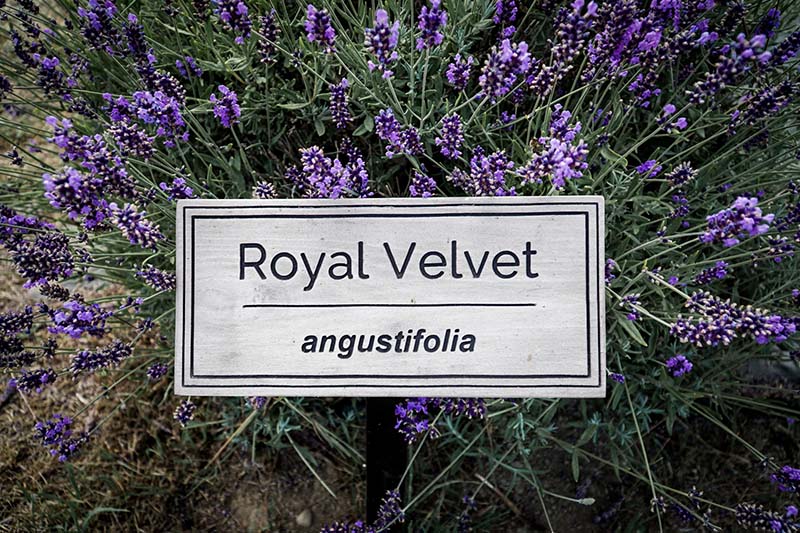 Visiting Lavender Connection Sequim with Toddler